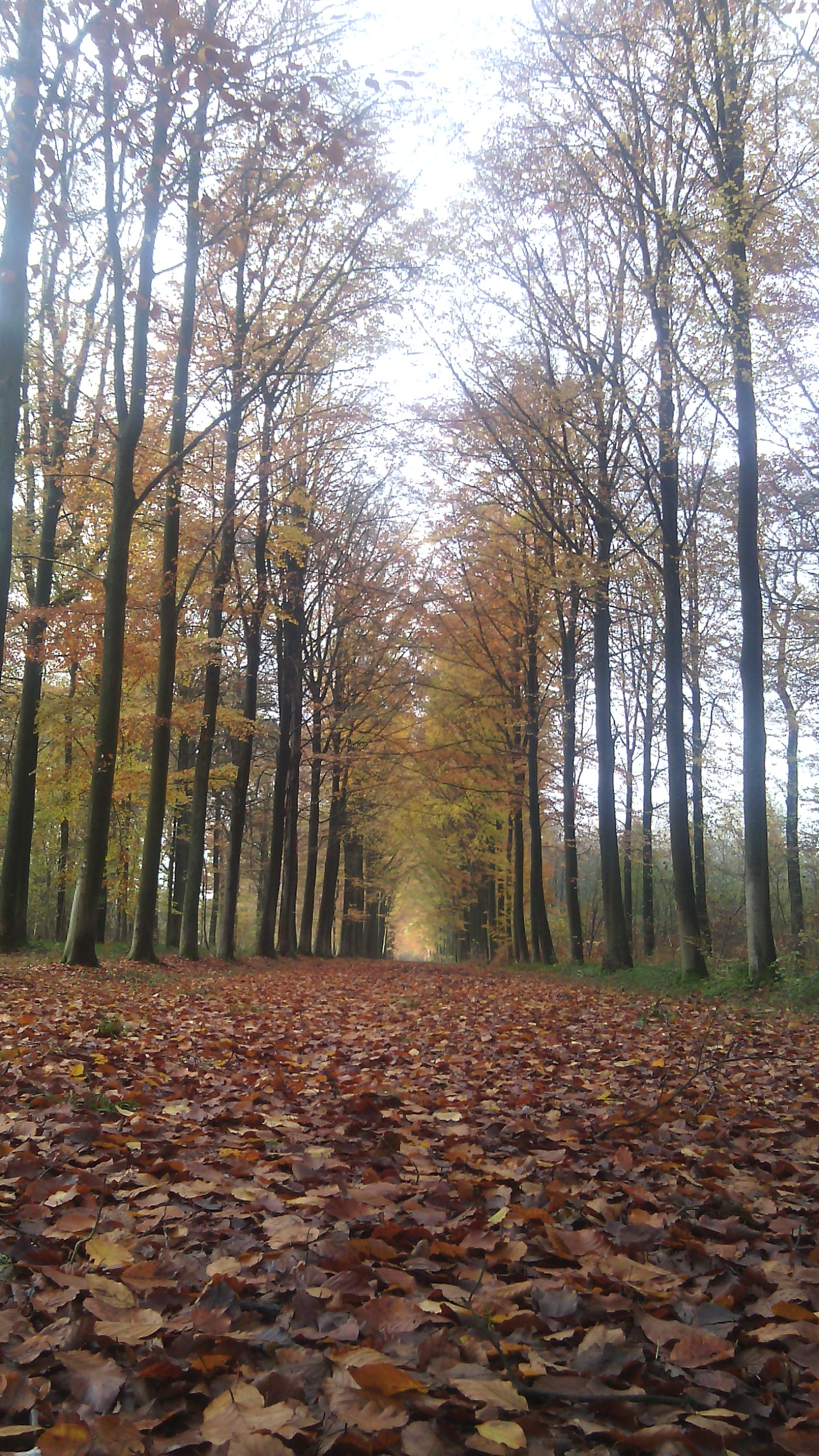 Chemin du Reiki_Exploring