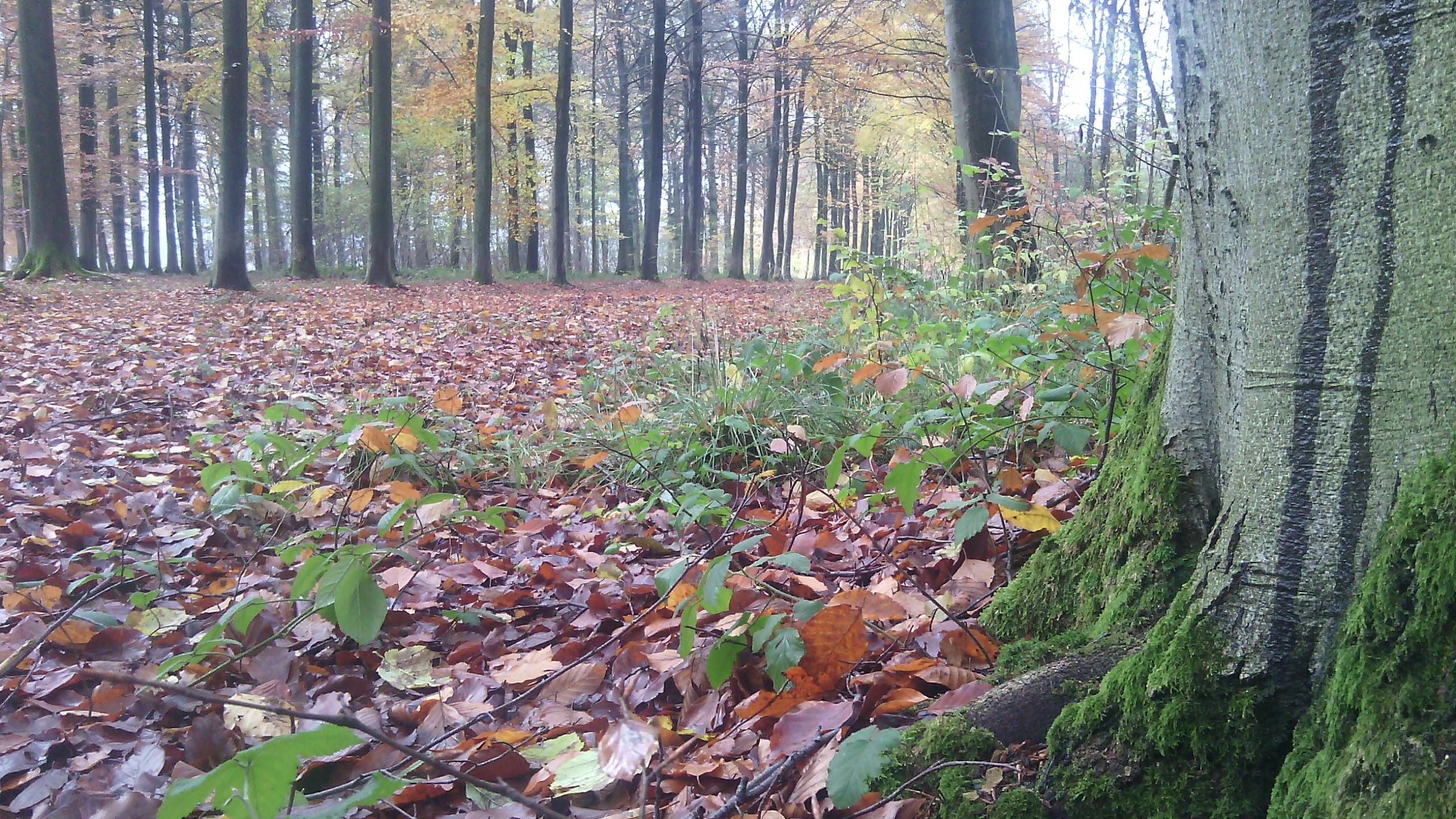 Connaissance profonde du Reiki_Exploring