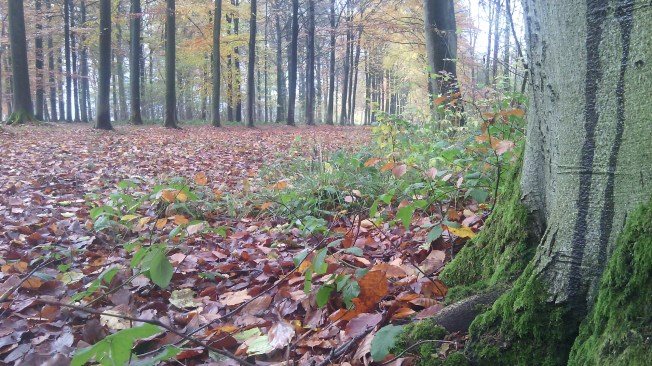 Connaissance profonde du Reiki_Exploring